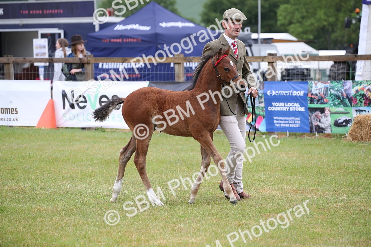 SBM_00167 - Class 17-20 - Arab & Part Bred - Anglo Arab In Hand