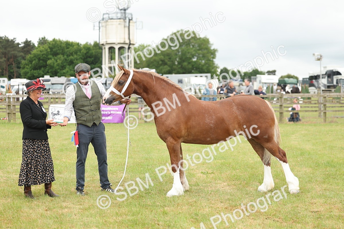 SBM_05024 - Class 50-57 - M&M Welsh Pony In Hand