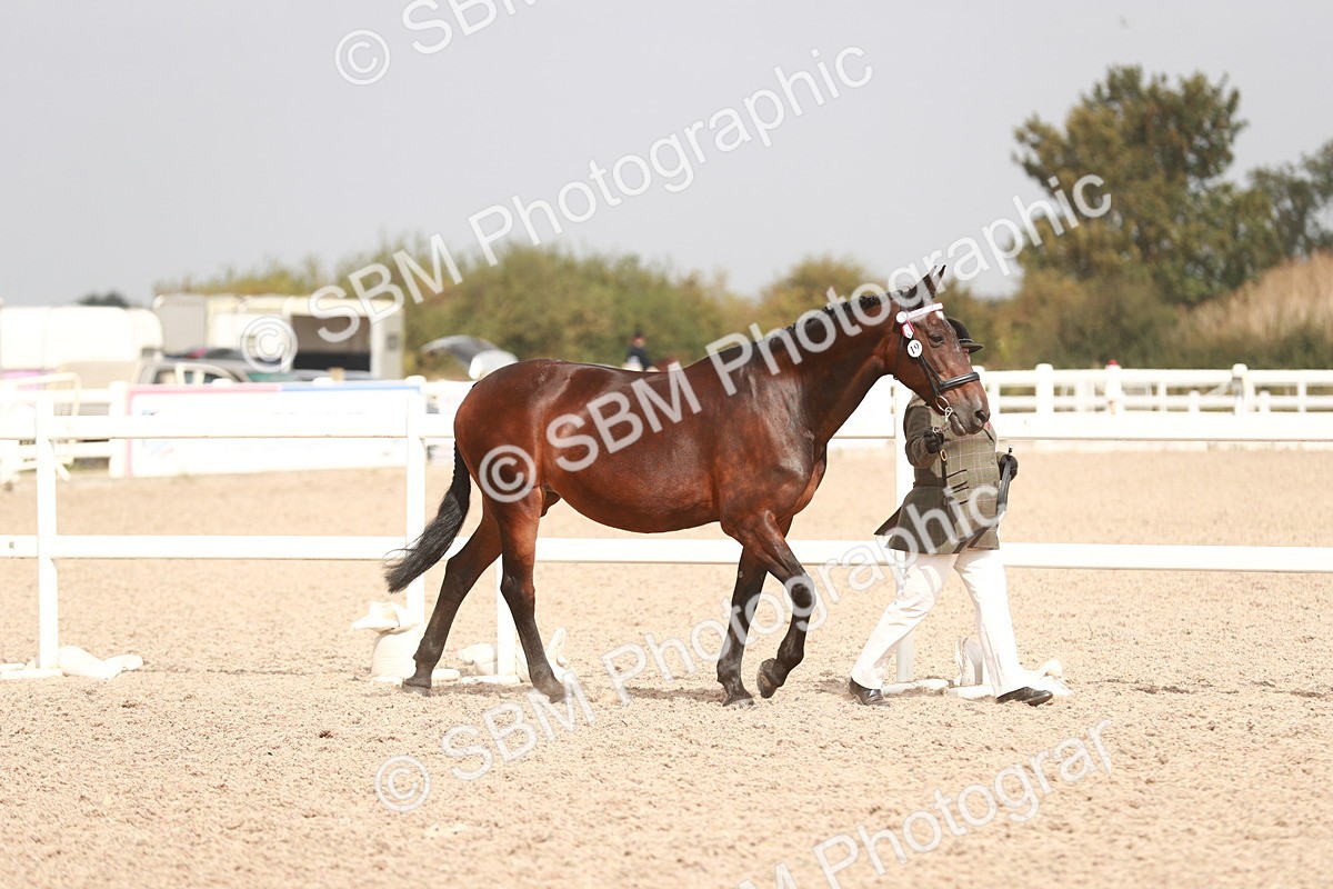 SBM_13147 - Class 208 IH Veteran Horse