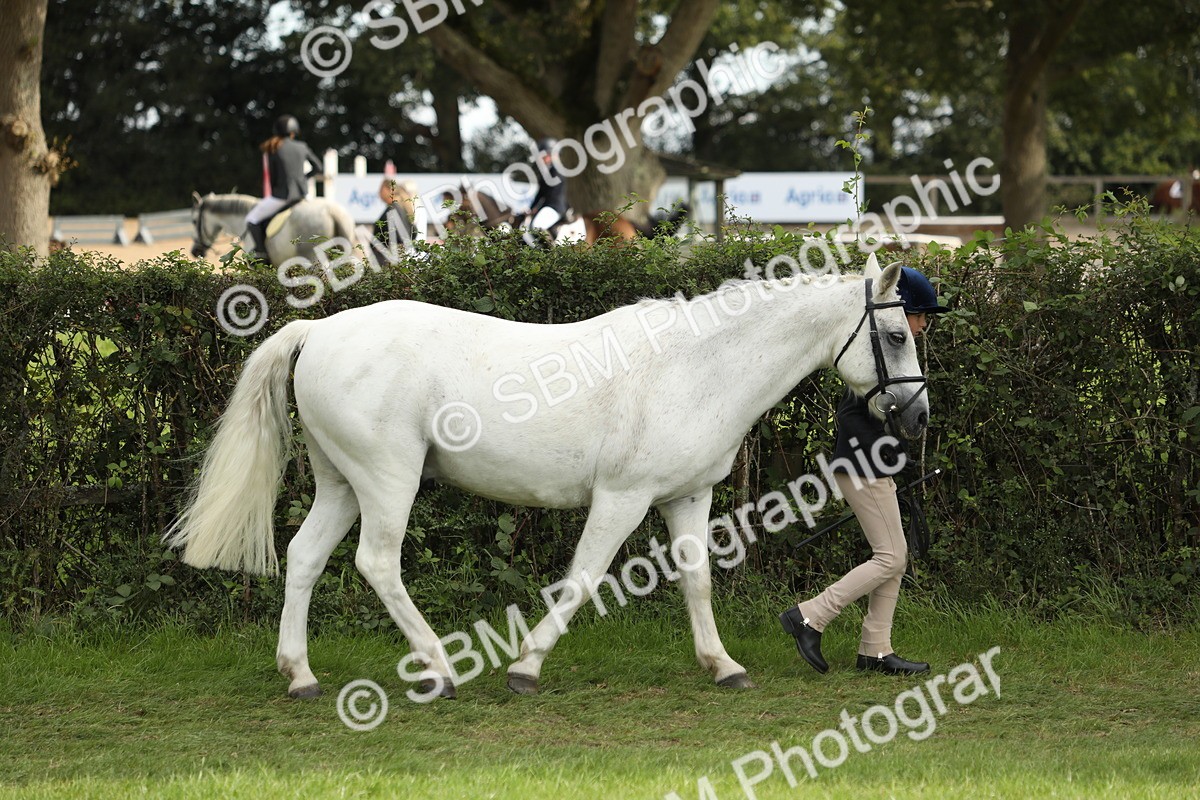 SBM_67678 - S39 - Junior Handler 8  Years & Under