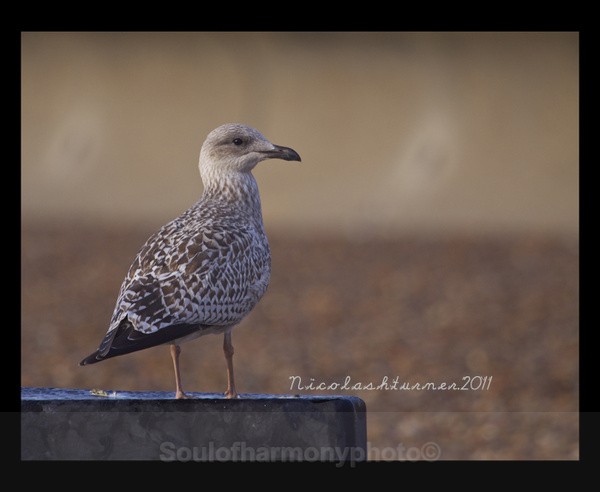 Juvenile Heron Gull - Wildlife Wildlife