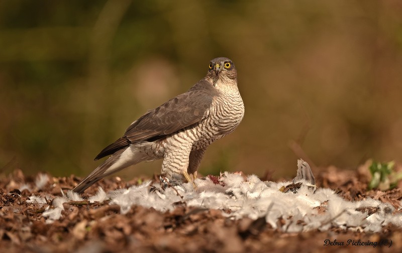 Sparrowhawk - Birds Of Prey