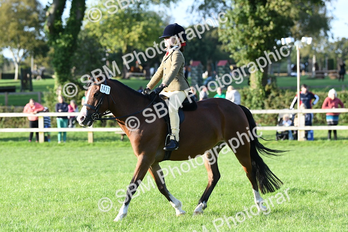 SBM_54124 - S23 - 1st Ridden Mountain & Moorland Pony