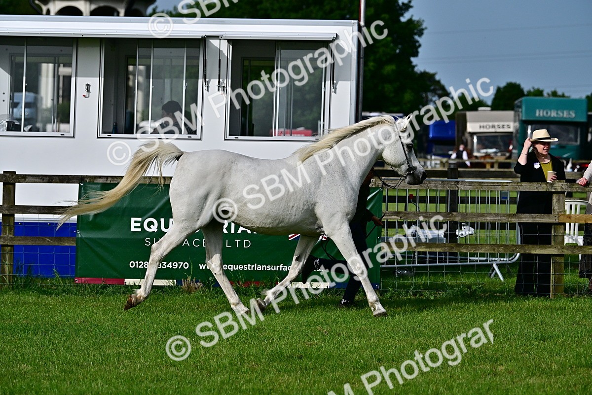 SBM_00030 - Class 46-49 - Arab and Part Bed-Anglo Arab In Hand
