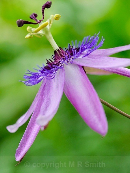 Passion Flower Close Up - NEW GALLERY AS A SOUTH AFRICAN RESIDENT