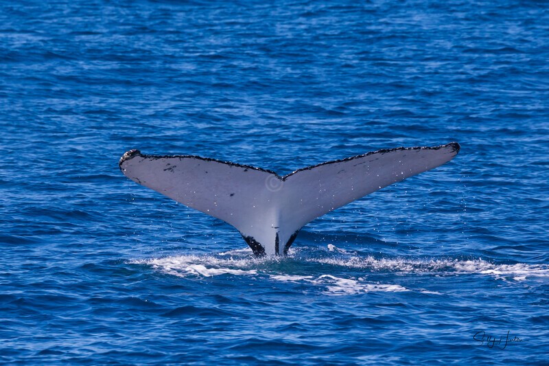 Fluke 3 0A3A4639 - Humpback Whales