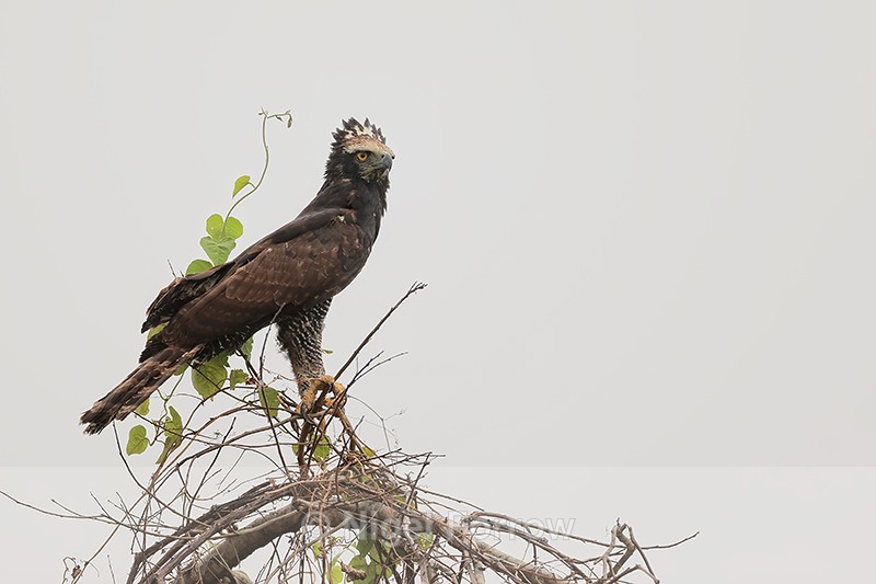 Black Hawk-Eagle, crest raised, Pantanal, Brazil - Black Hawk-Eagle