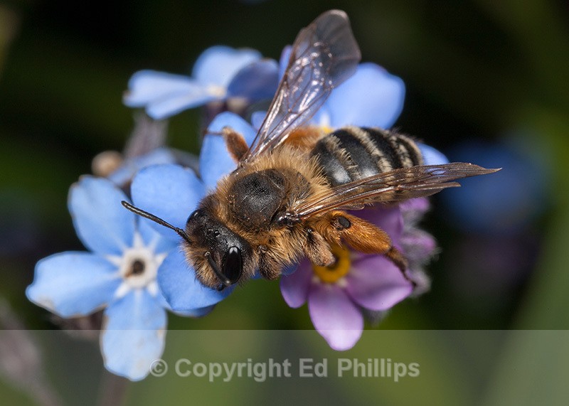 Andrena flavipes (f) - Andrena flavipes