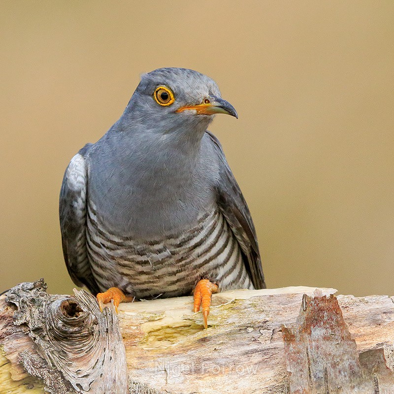 Cuckoo (male) close-up, Scotland - Cuckoo