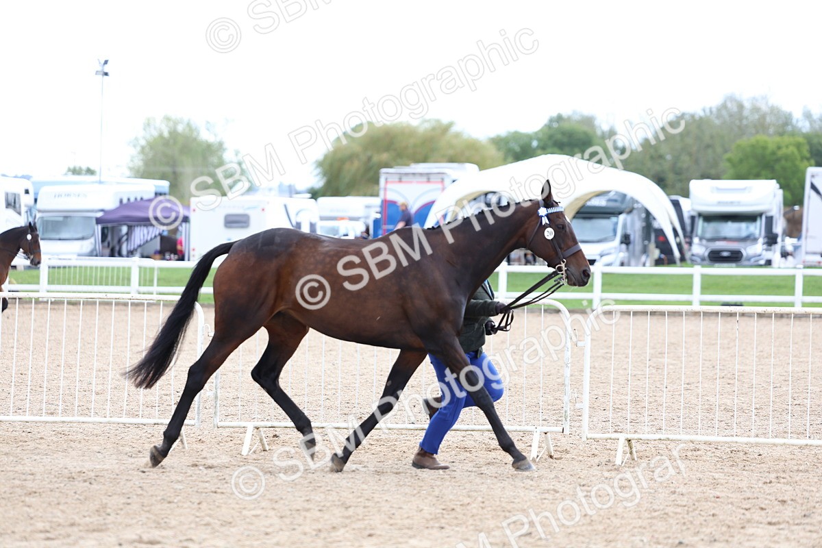 SBM_15270 - Class 313 - IH Retired Racehorse