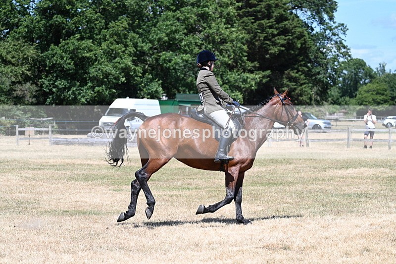 WJ7_3094 - Class 7 Riding Club Show Horse
