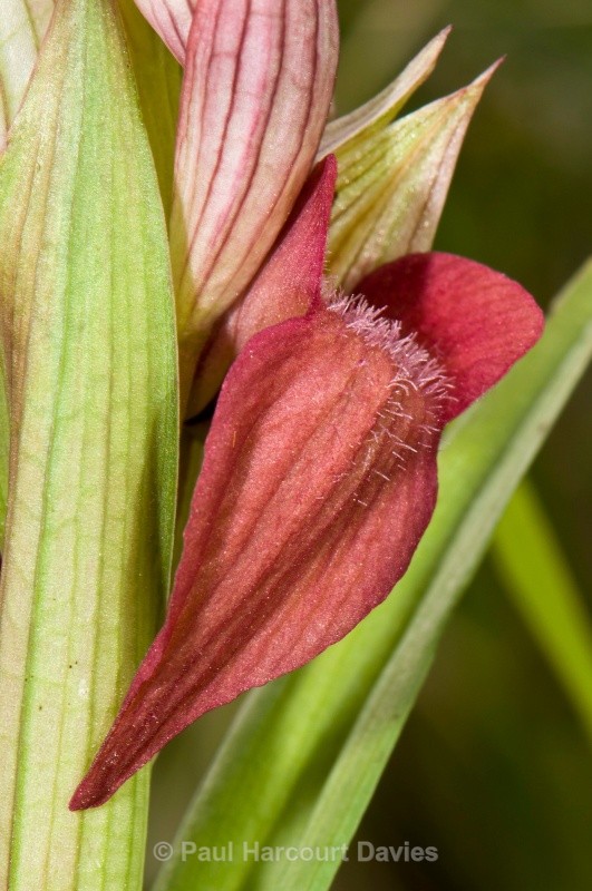 Scarce Serapias (Serapias neglecta) - Orchids - Serapias