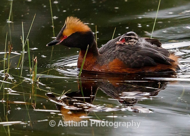 Astland Photography, Bird and Wildlife Images, Susan and Peter Wilson, U.K.