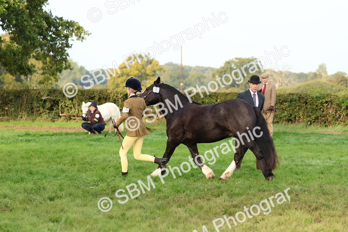 SBM_54872 - S39 - Starters In Hand Showing