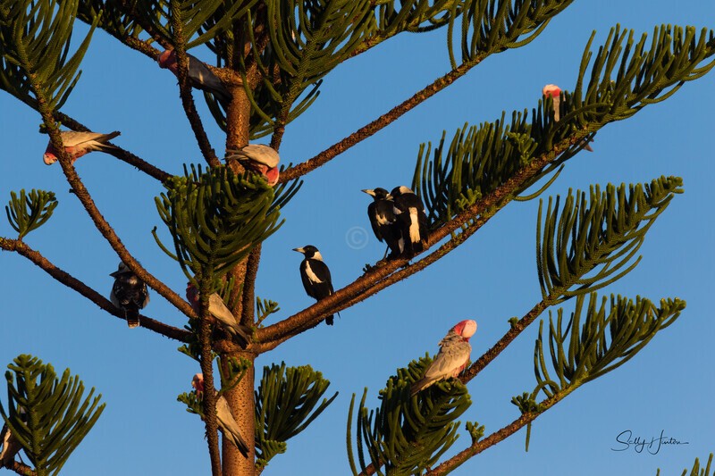 Tree Full 2 - Galahs
