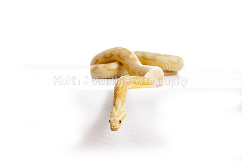 2SKJ8945 - Roaming Reptile Show. II