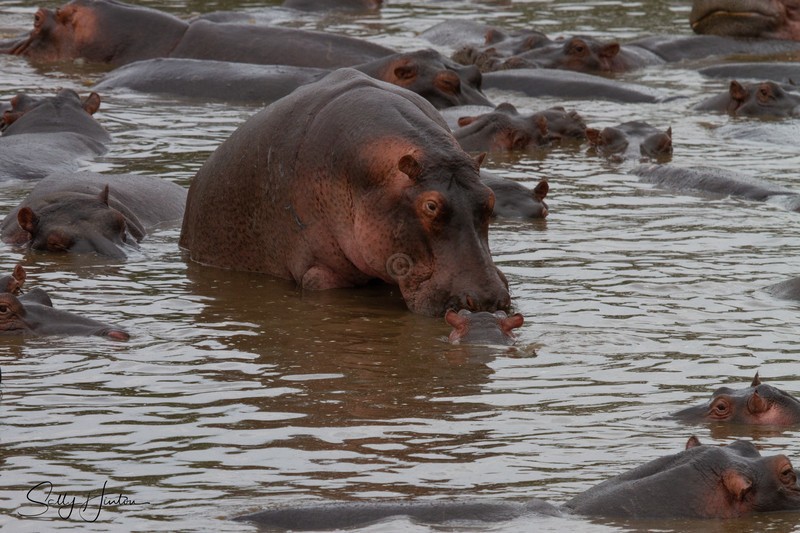 Hippo Pool 1