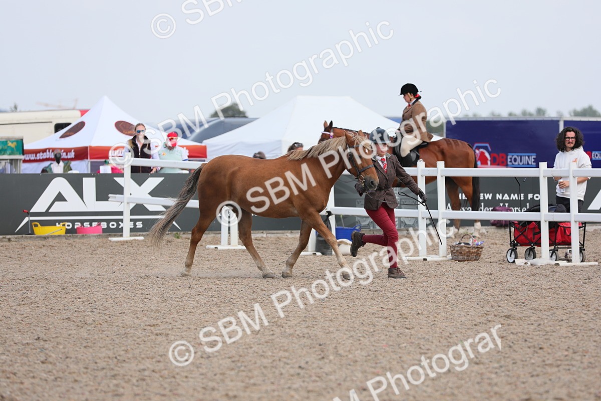 SBM_15809 - Class 312 IH Competition Horse/Pony