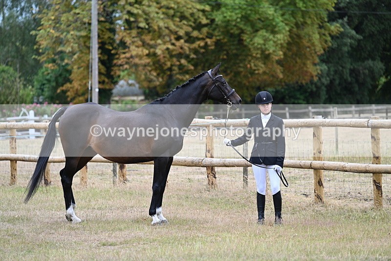 WJ7_8981 - Class 4a Prettiest Mare 14.2hh and over