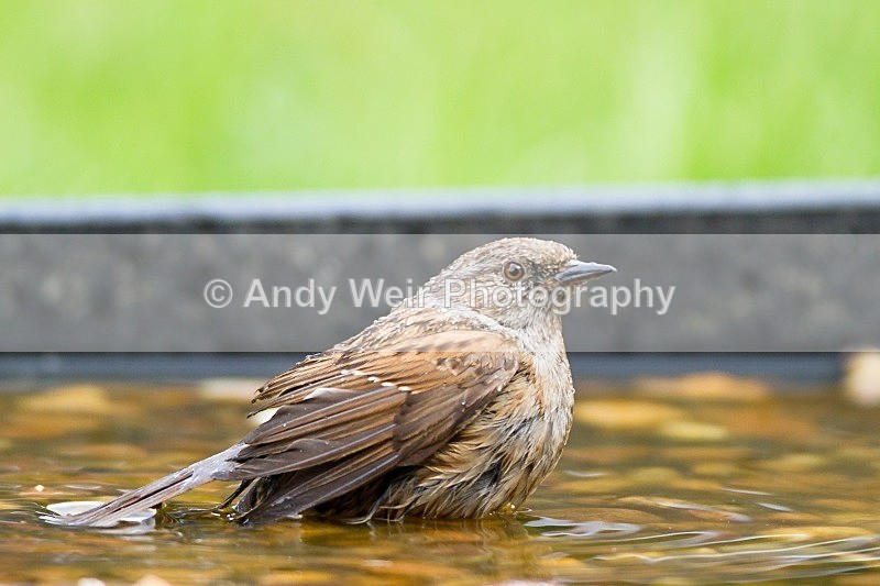 20120519-_MG_9847 - Dunnock (Hedge Sparrow)