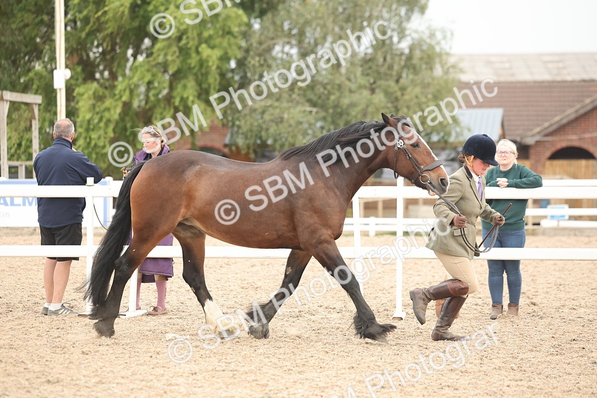 SBM_19780 - Class 318 - IH Part Bred Horse-Pony