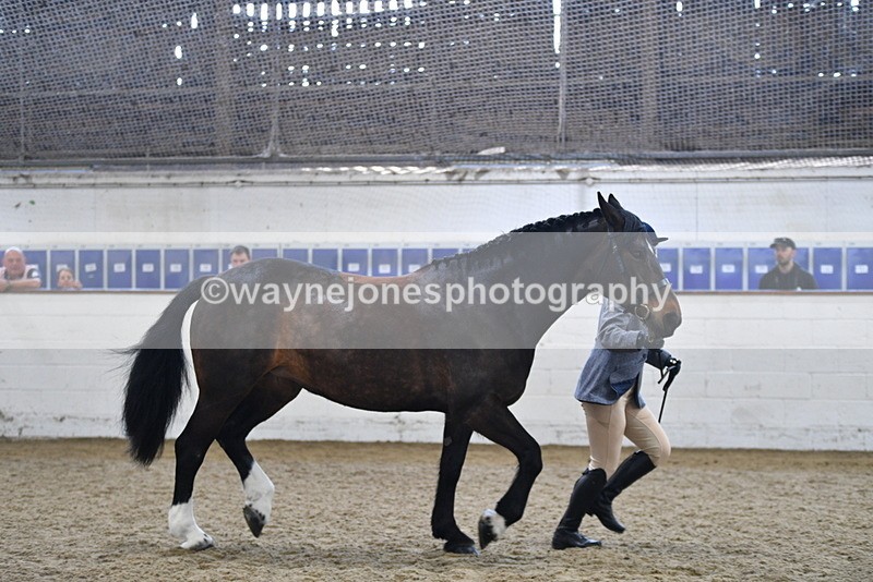 WJ5_4718 - Class 3 Part Bred In hand