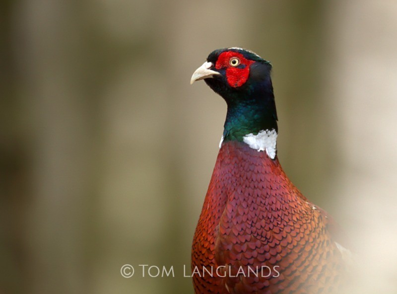 Pheasant - All Other Birds