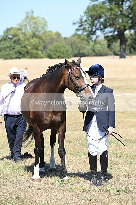 WJ6_8651 - Class 37b Best Loan Pony In-hand