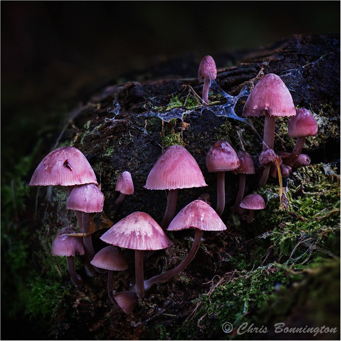 Bleeding Fairy Helmet - Other nature
