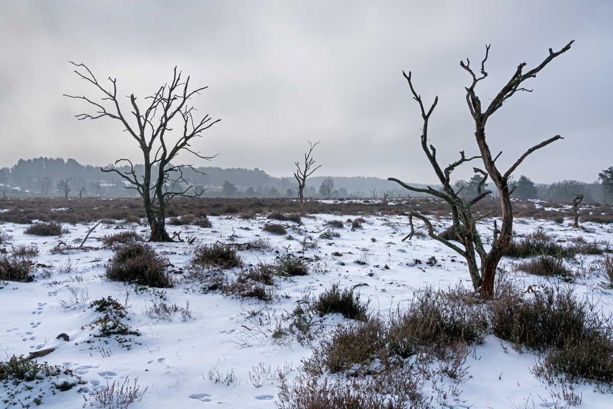 Charred - Snow - Charred Recovery