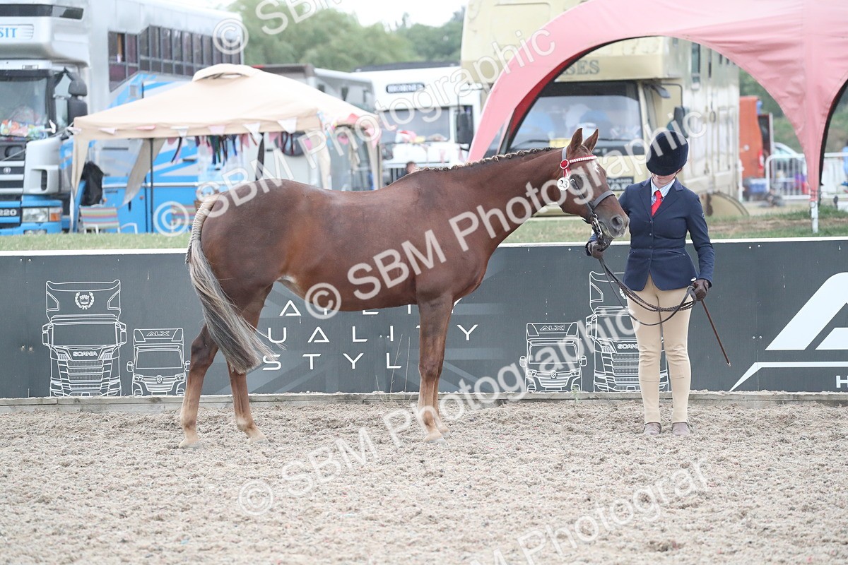 SBM_18359 - Class 318 IH Part bred Horse/Pony