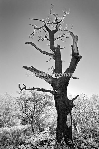 Tree in Winter - Miscellany