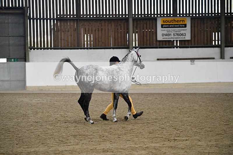 WJ5_5754 - Morning in hand Championship