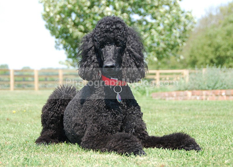  - Poodles