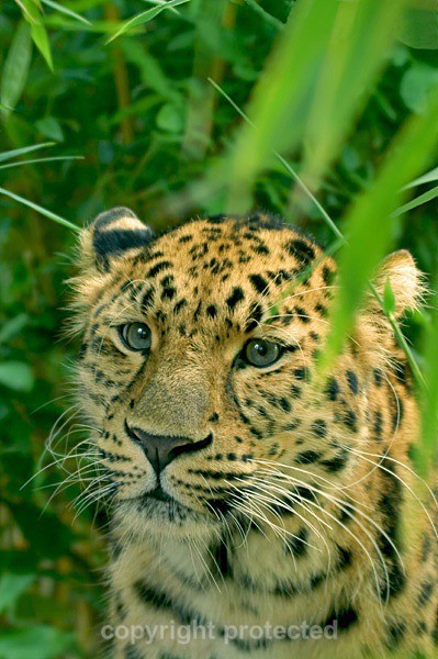 Amur leopard - Sayan (Colchester Zoo) - Amur Leopards