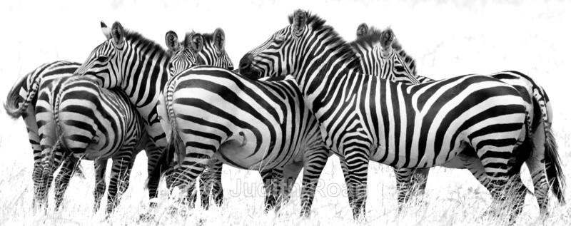 Zebra Group - Tanzania Birds and Mammals