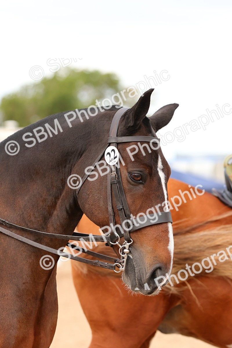 SBM_15565 - Class 214 - Ridden Show Cob
