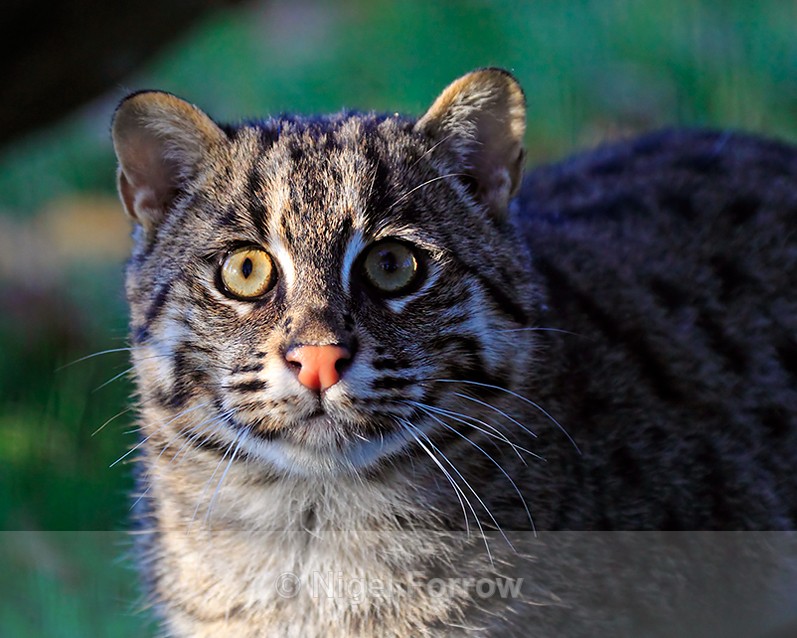 Close-up of Fishing Cat (female) - Cats, Various