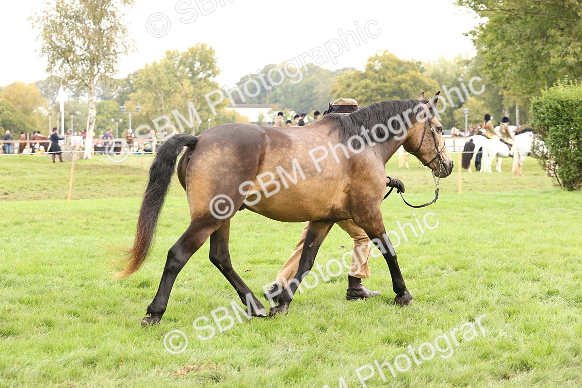 SBM_56262 - S55 - Other Coloured Horse In Hand