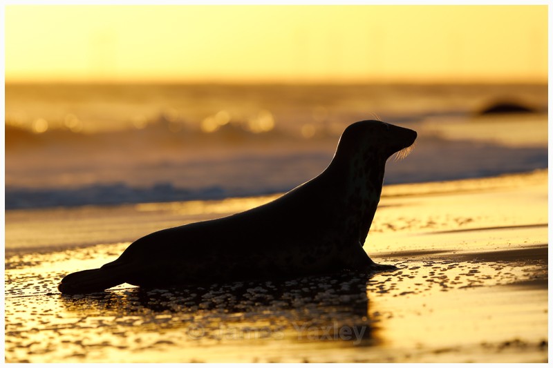 Grey Seal at Sunrise - Latest Work