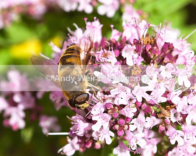 20110814-IMG_6240 - Insects