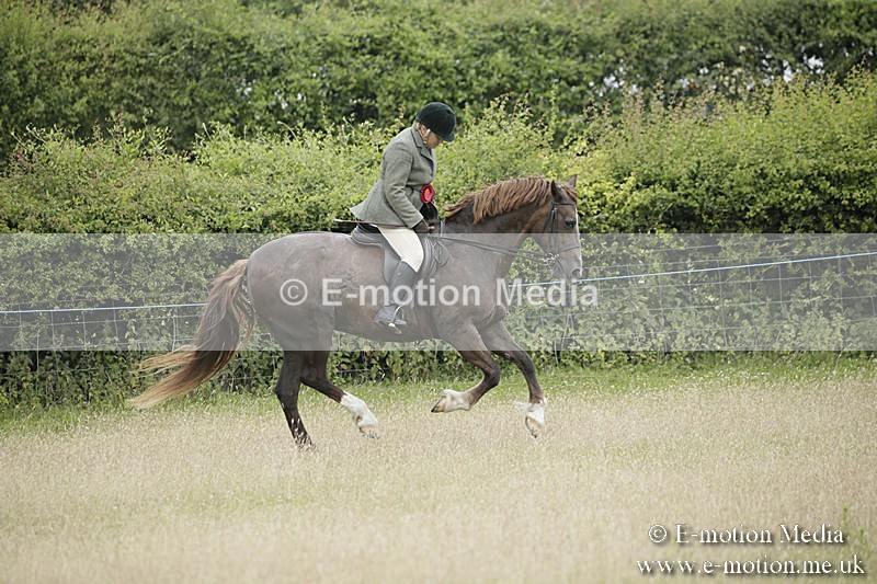 B230619-0984 - Bourne Valley Riding Club Summer Show 23/06/19