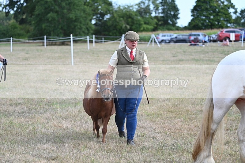 WJ7_8308 - In-hand Championship