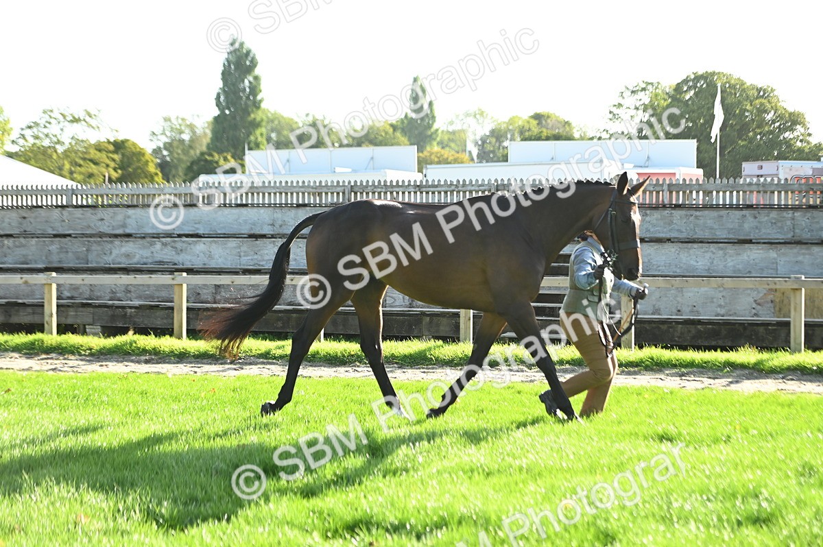 SBM_14747 - S1 - TSR in Hand Horse & Pony Showing