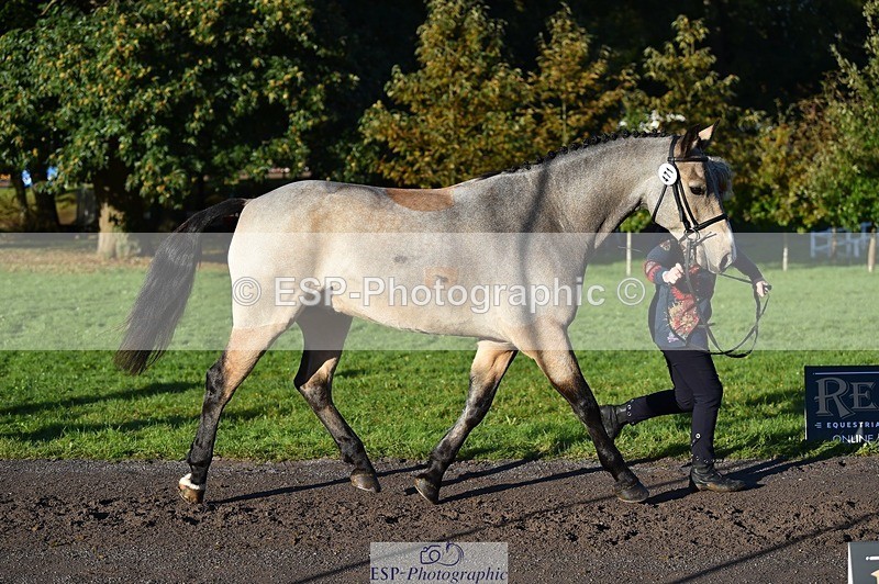 231022-093520-21898 - 471-LISCARROW.SHILOH-Justine.Walker-TrotUp+SJ