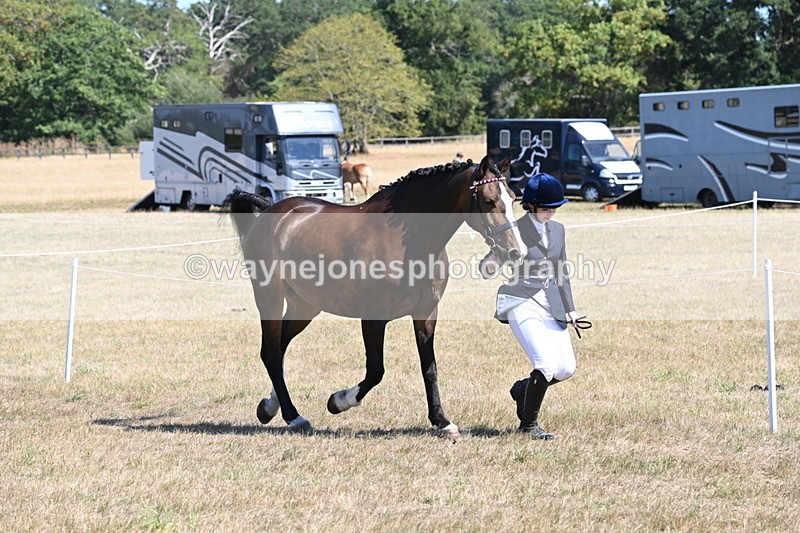 WJ6_8625 - Class 37b Best Loan Pony In-hand