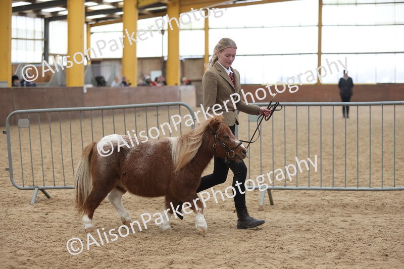 20251109-0367 - Class 14 - Geldings 4 Years and Over