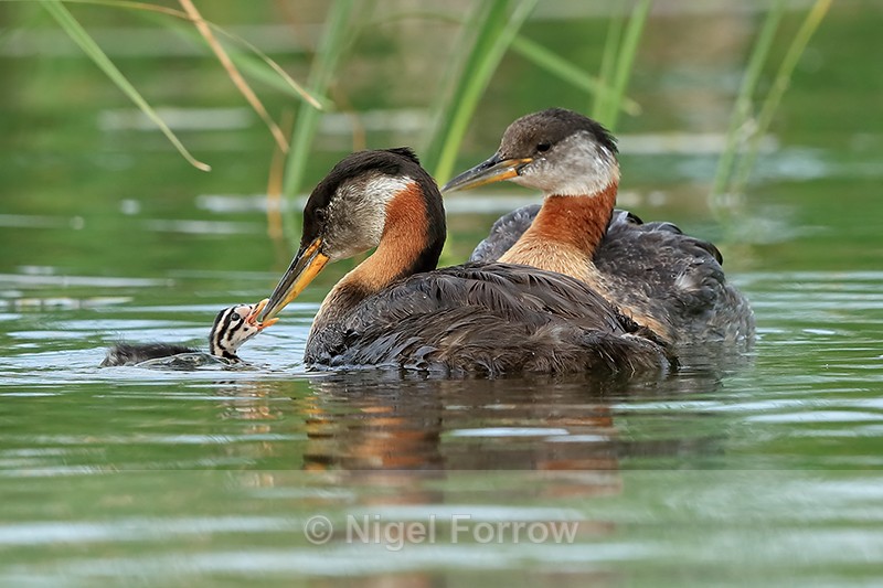 Red-necked Grebe chick feeds from adult, Minnesota, USA - Red-necked Grebe