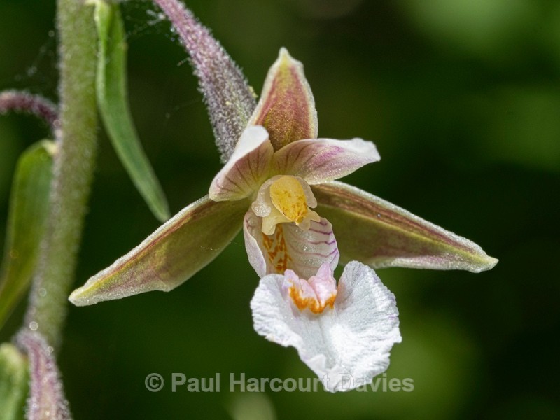 Marsh Helleborine (Epipactis palustris) - Wild Orchids 2021