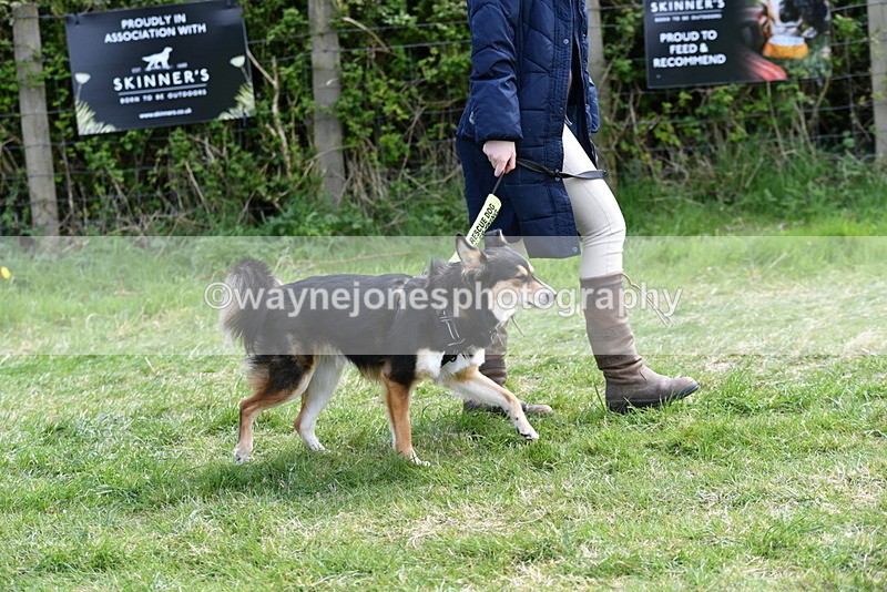 WJ5_0727 - Best in Show Championship